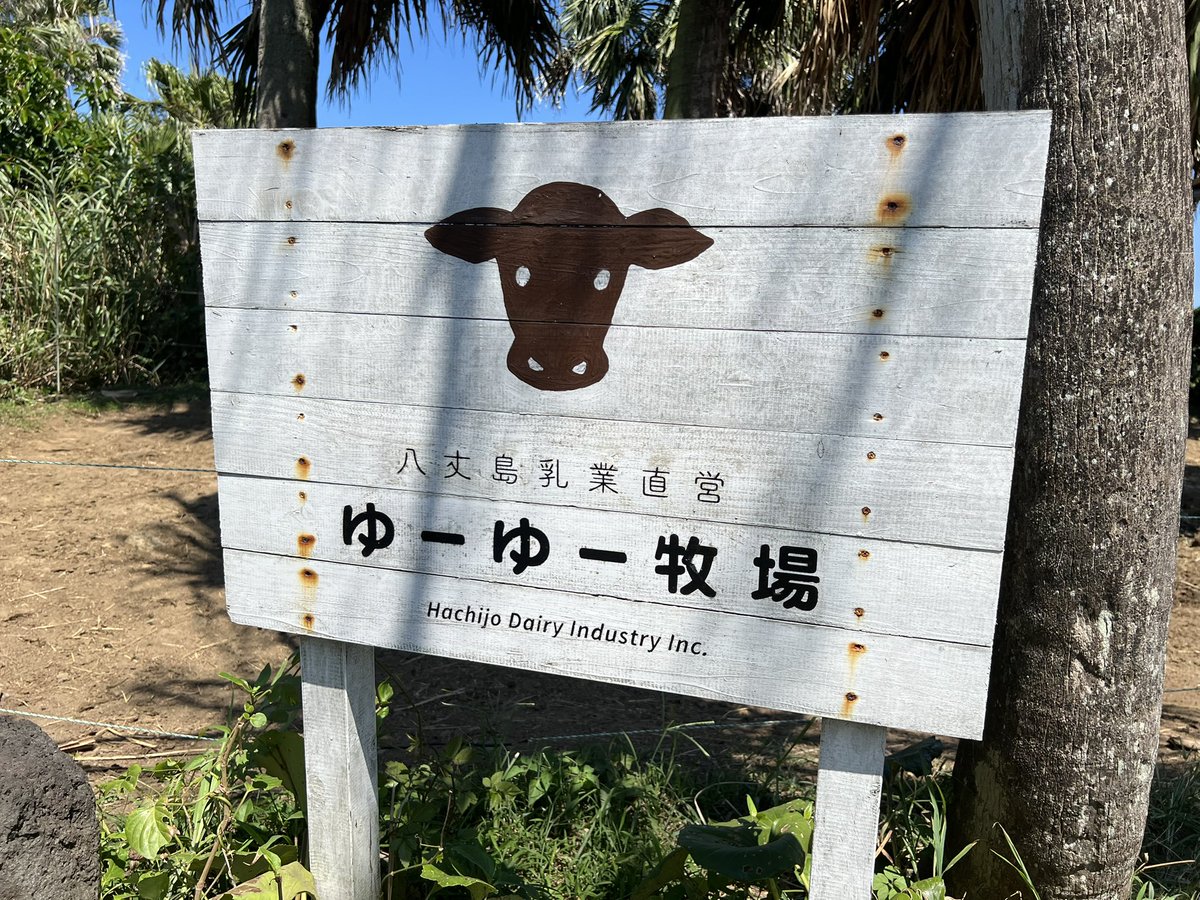 enkel_to_hare's tweet image. 本日8/18（月）
ジャージーカフェチーズ

・めならべ
・リコッタ　
・ブッラータ
・マスカルポーネ　

マスカルポーネチーズもございます🧀

季節の野菜、フルーツと合わせて🍅
常温に戻してからお召し上がりいただくと香り、食感がより楽しめます✨

#八丈島 #ジャージー #チーズ @jerseycafe8jo