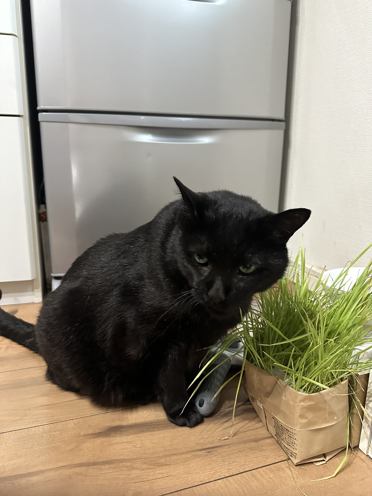 くろねこ多頭飼い 我が家の黒猫 on X: 
