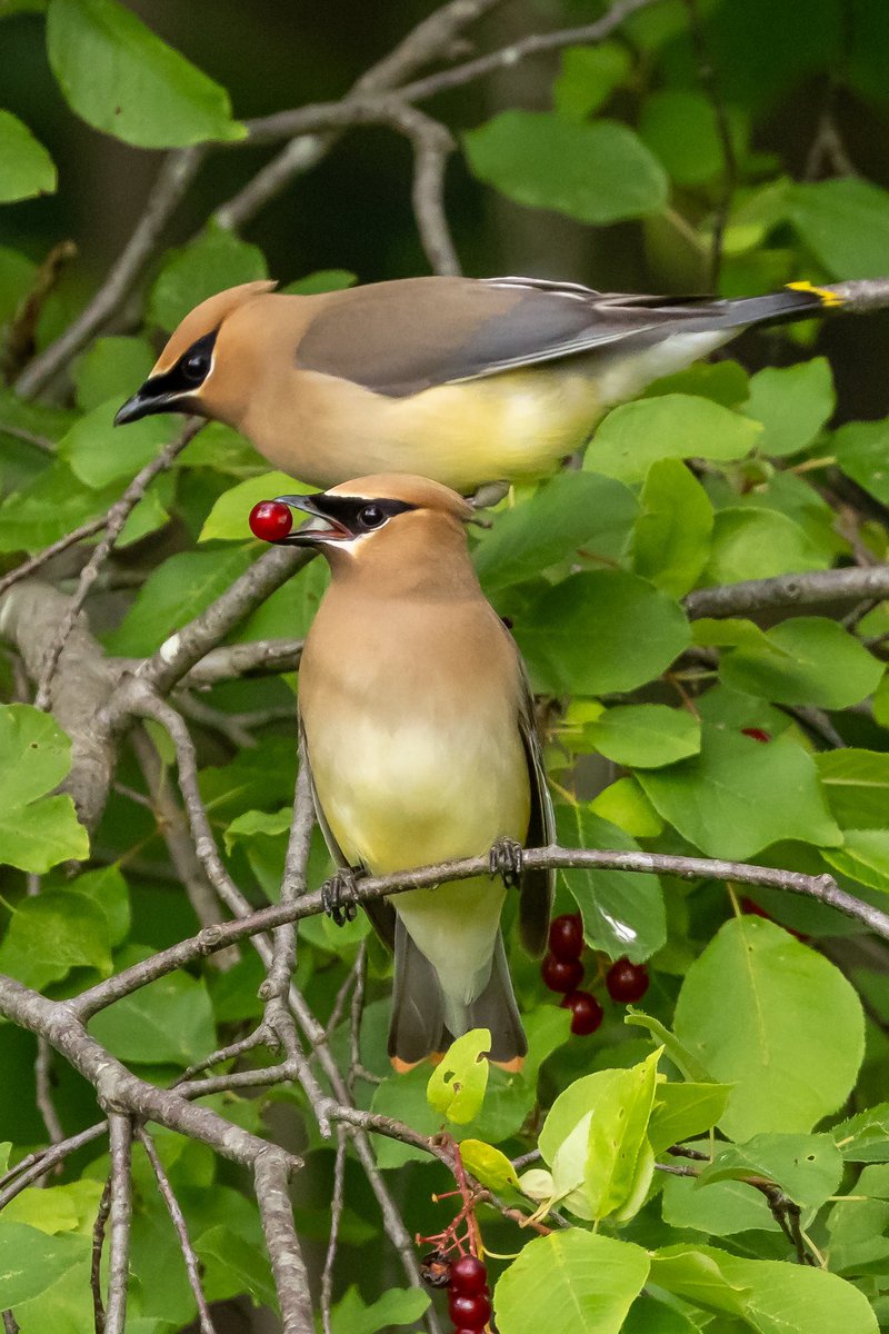 valerie block (@valerieblock) on Twitter photo I’ve been waiting years to catch a cedar waxwing with a red berry in its beak. So thrilling! #birding @canonusa #wildlife #berkshires #nature #birds #bestbirdshots <a href="/valcolemanNYC/">Valerie Coleman</a> I’ve been waiting years to catch a cedar waxwing with a red berry in its beak. So thrilling! #birding @canonusa #wildlife #berkshires #nature #birds #bestbirdshots <a href="/valcolemanNYC/">Valerie Coleman</a>