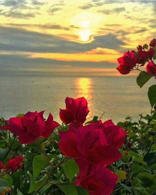 شروق الشمس ورائحة الورد وأصوات  الطيور جمال لا تفسره اي لغة ولا يترجمه أي احساس ،هو بداية جميلة  والبدايات دائما  أجمل 
       صباح الخير .....