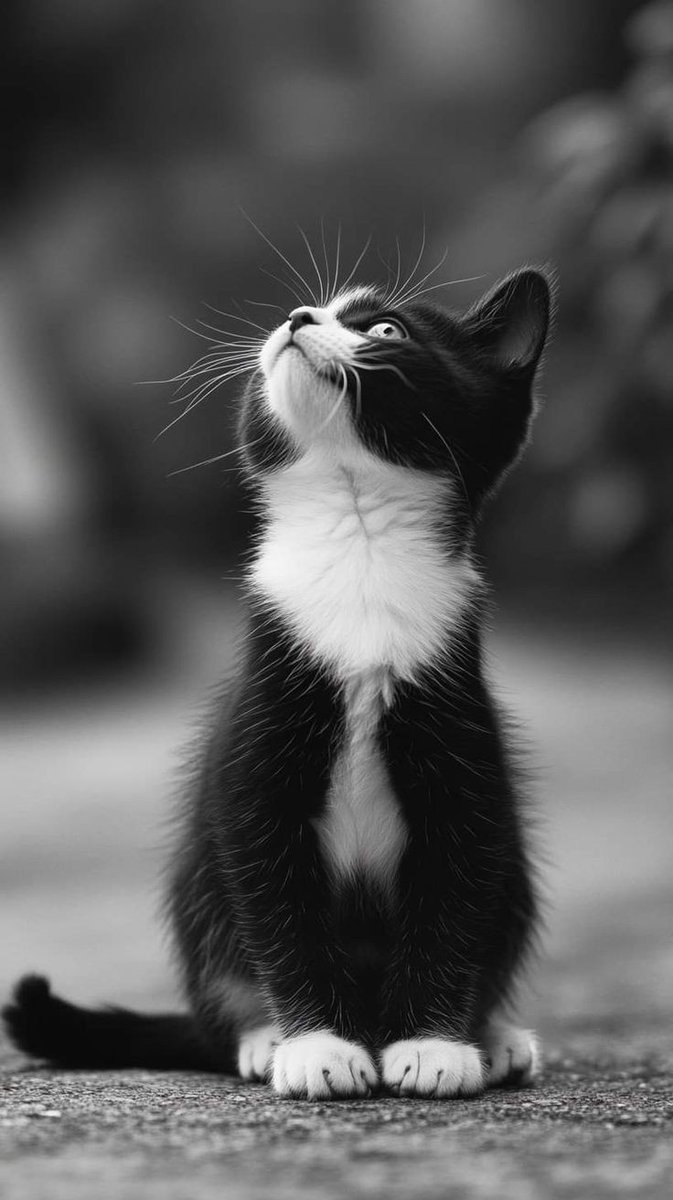 Have a great week 🌈❤️

#cats #CatsofTwittter #CatsLover #CatsOnTwitter