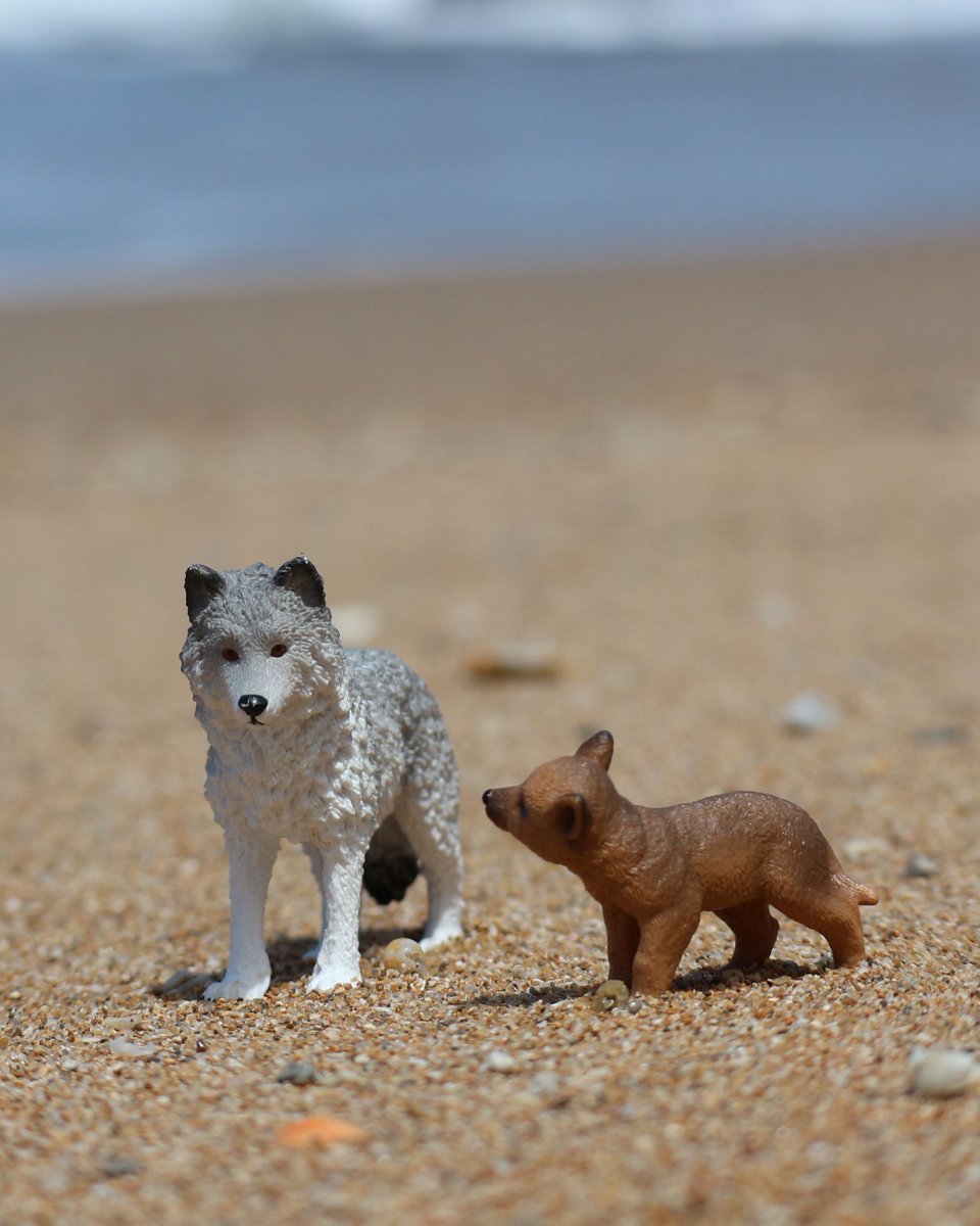 夏休みを海で楽しんでいるオオカミの親子です
皆さんの夏休みはもう終わりましたか？

#フィギュア #シュライヒ #schleich