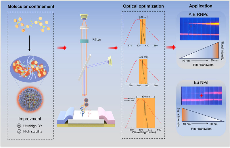 AggregateOA's tweet image. "Confinement-Enhanced Ultrabright #AIE #Nanoparticles With Broad Emission for Ultrasensitive Lateral Flow #Immunoassay" by Rong Hu, Zhiming Wang, Ben Zhong Tang et al. @BenZhongTANG1 @cuhksz @WileyBiomedical 
Check👉doi.org/10.1002/agt2.7…