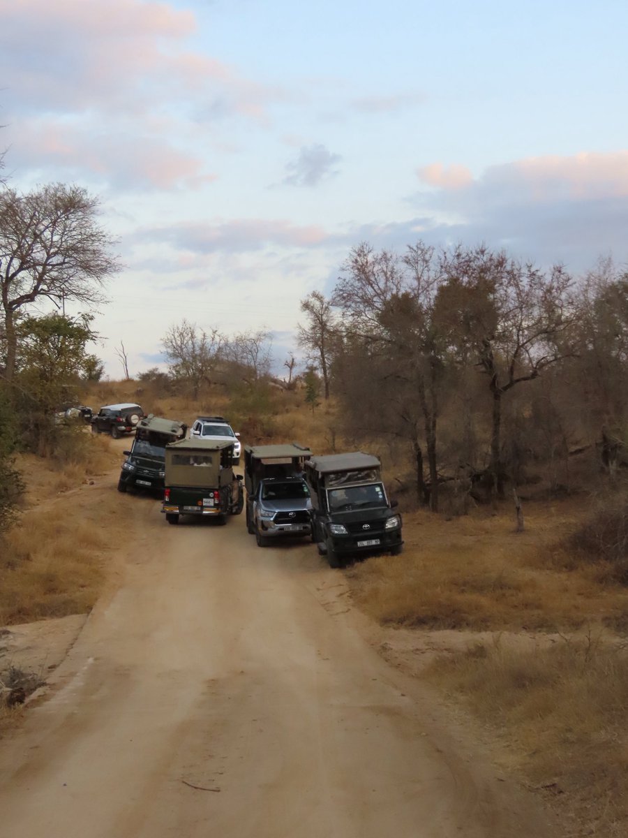 Wat een dag gister. 6 leeuwen, 2 luipaarden en heel veel olifanten, giraffen en aapjes. Nu zo eruit voor een vroege safari.