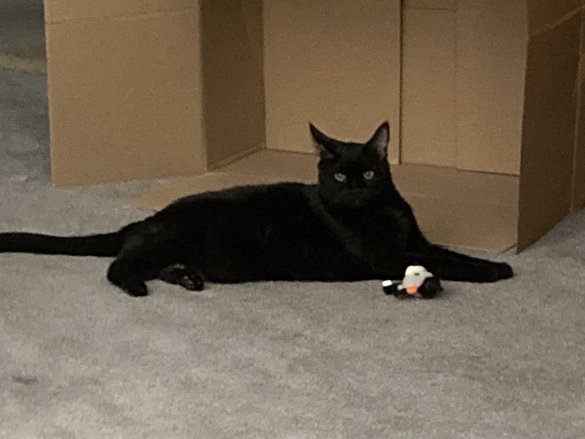ShirleyMTucson's tweet photo. Woot! Almost missed #BlackCatAppreciation day! ❤️🐈‍⬛ Love my Whisper! 🐈‍⬛❤️ https://t.co/9Y1lVM8ZFI