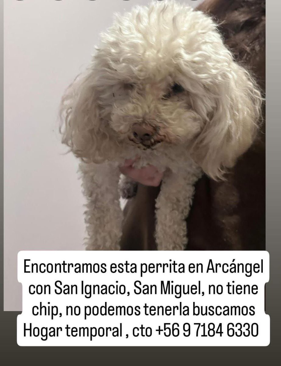 Evelyn_Torres_h's tweet photo. Encontrada en arcángel con san Ignacio #sanmiguel, buscan a sus dueños , la reconoce ?? https://t.co/LFrt0MqU7M