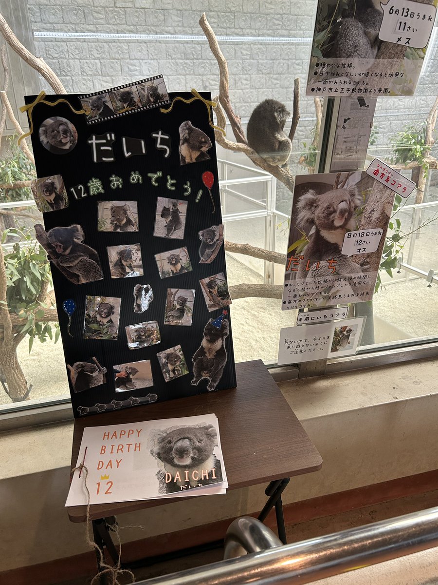 ＊梅と鶯 コアラ風船！ コアラ風船(5枚）動物風船｜縁日お祭り用品のお祭りフェア