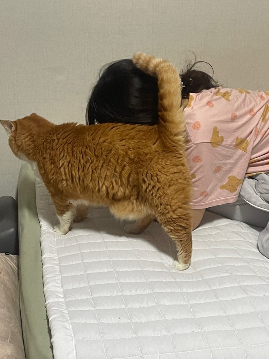 저희집 고양이 저 휴대폰하는거 같이보는거 좋아하는데
꼭 저렇게 꼬리를 톡 머리에 대요
무슨의민가요?
좁밥아 이런뜻 아니죠?