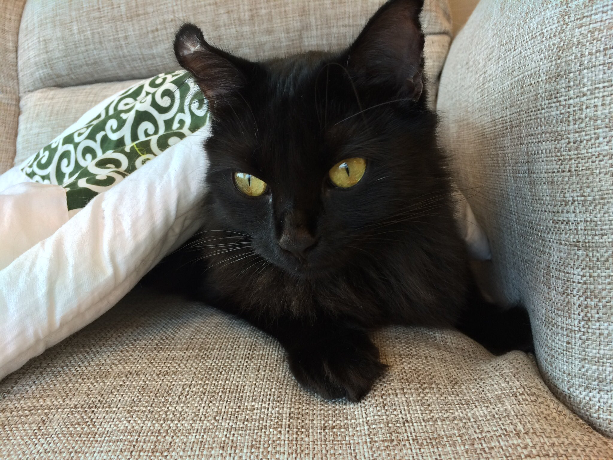 黒猫 825 on X: 