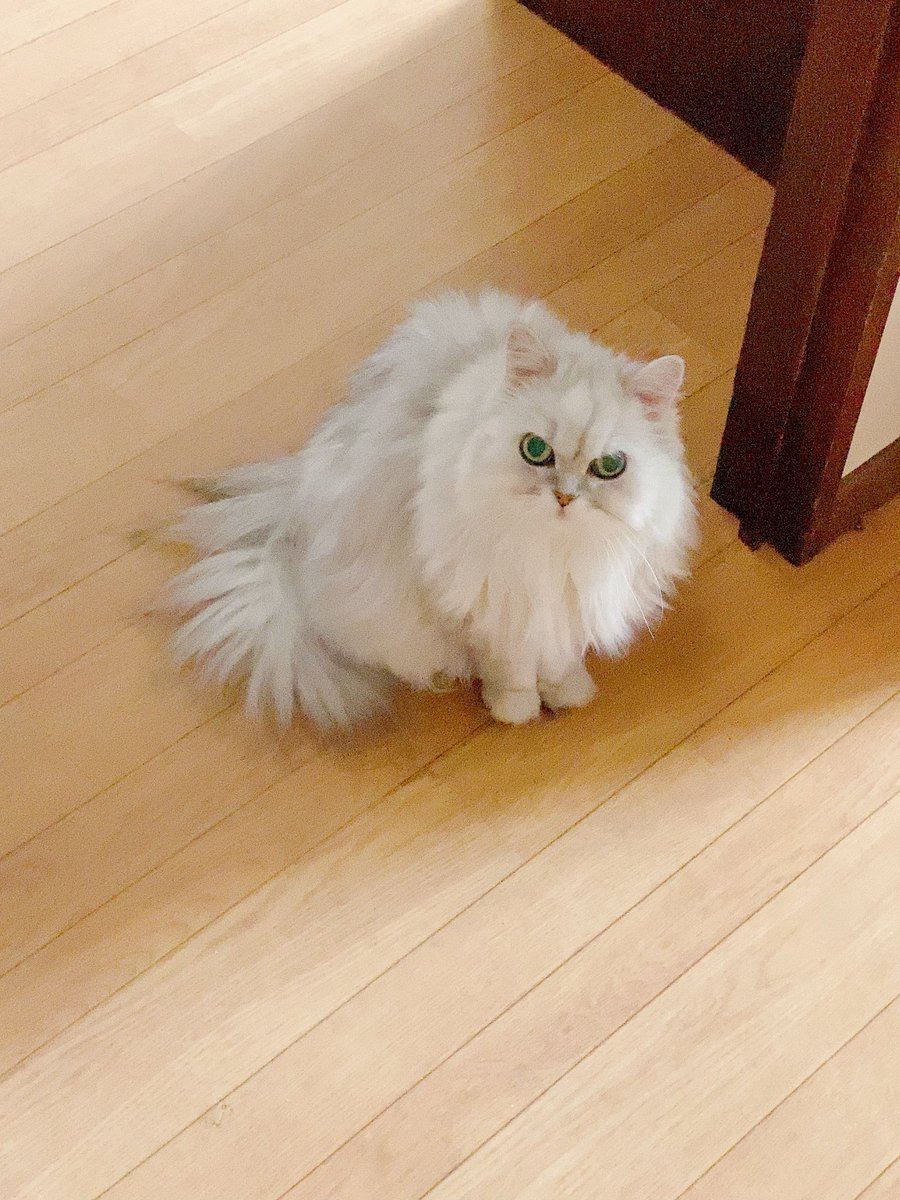 あきあき＠歌ったり喋ったりしてる猫好き🐈 (@akinko03) / X