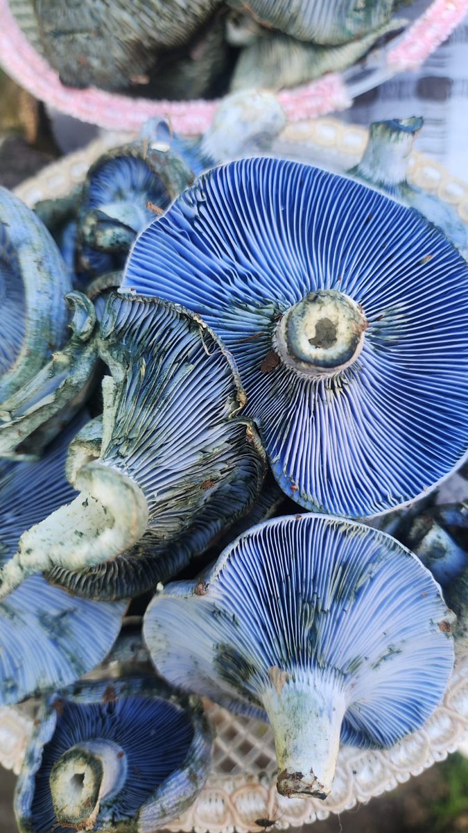 💙🩵💙🩵💙🩵💙🩵💙🩵💙🩵