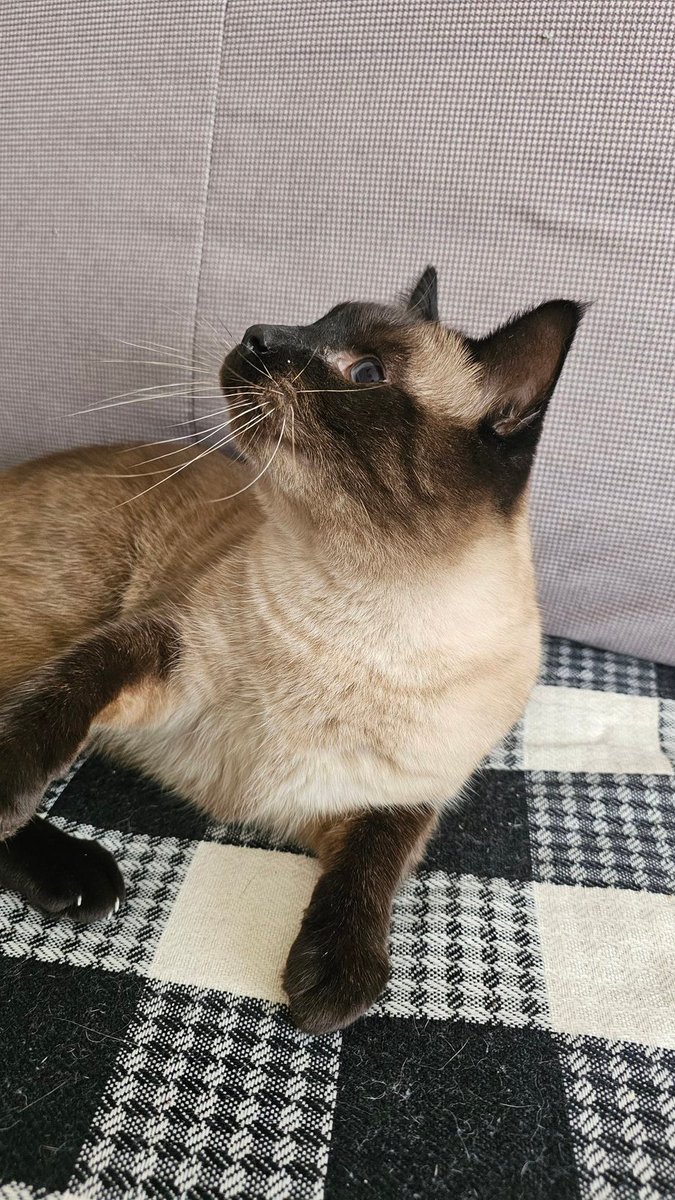 猪抬头
