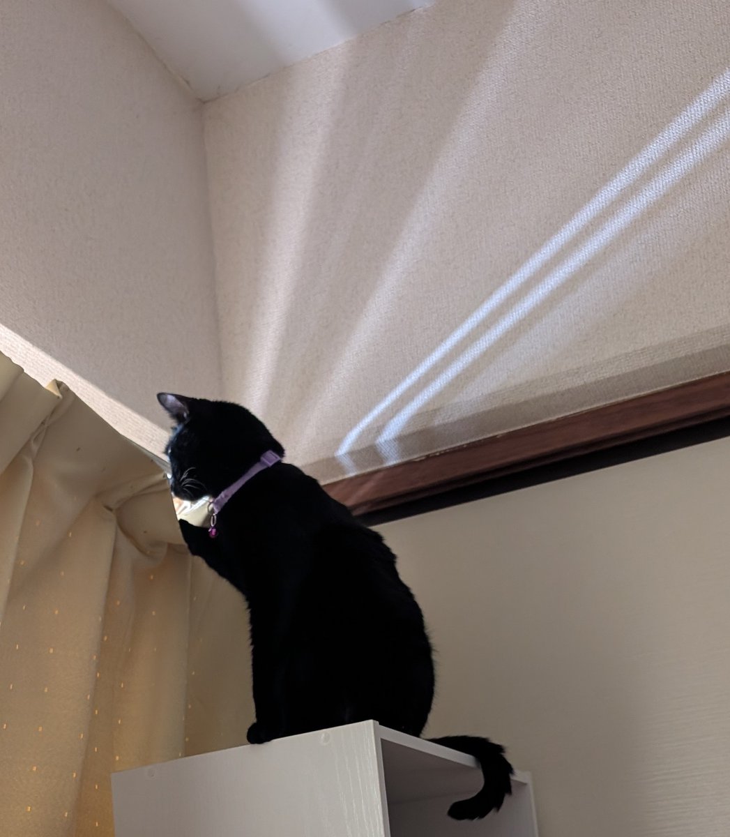 次女のニャルソック😁