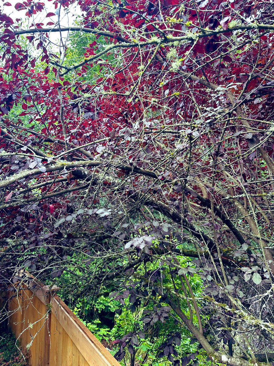 basharatw's tweet image. Farm kid rolled up sleeves, using hand SAW + Axe 🪓 is out, got it done myself. Urgency was it was hanging over the new fence.Tree pruning company quote was $1100.🌲✂️ #Summer2025