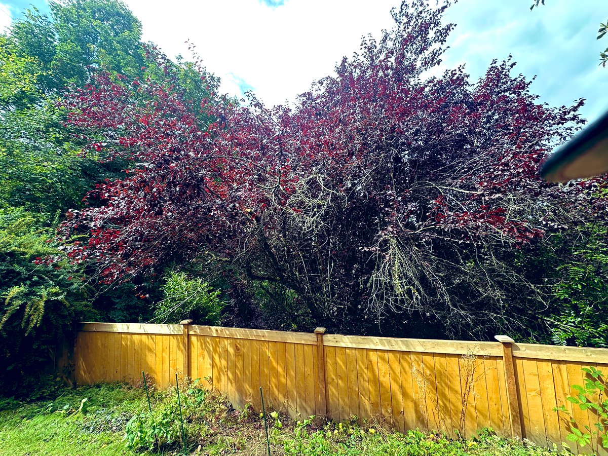 basharatw's tweet image. Farm kid rolled up sleeves, using hand SAW + Axe 🪓 is out, got it done myself. Urgency was it was hanging over the new fence.Tree pruning company quote was $1100.🌲✂️ #Summer2025