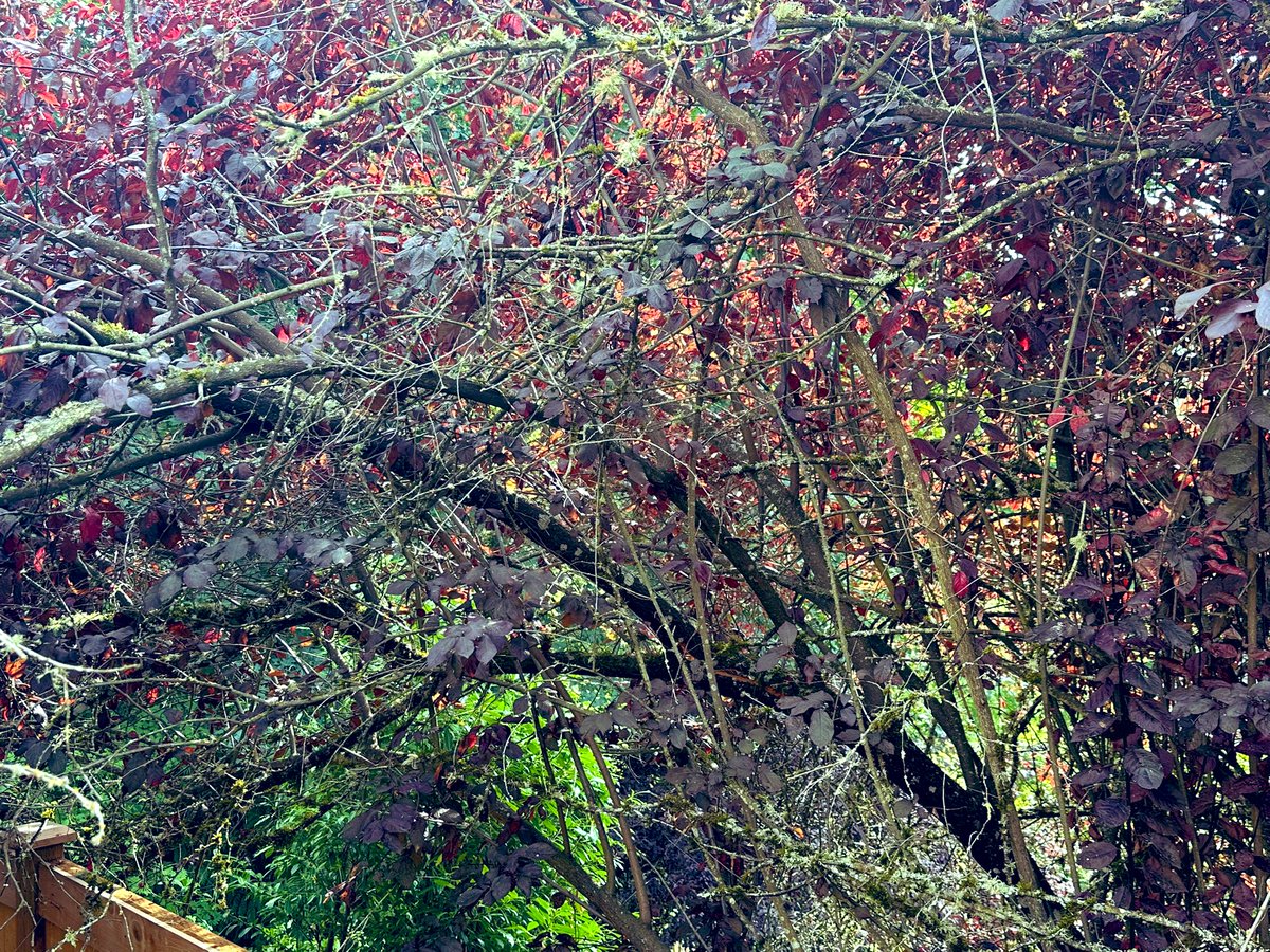 basharatw's tweet image. Farm kid rolled up sleeves, using hand SAW + Axe 🪓 is out, got it done myself. Urgency was it was hanging over the new fence.Tree pruning company quote was $1100.🌲✂️ #Summer2025