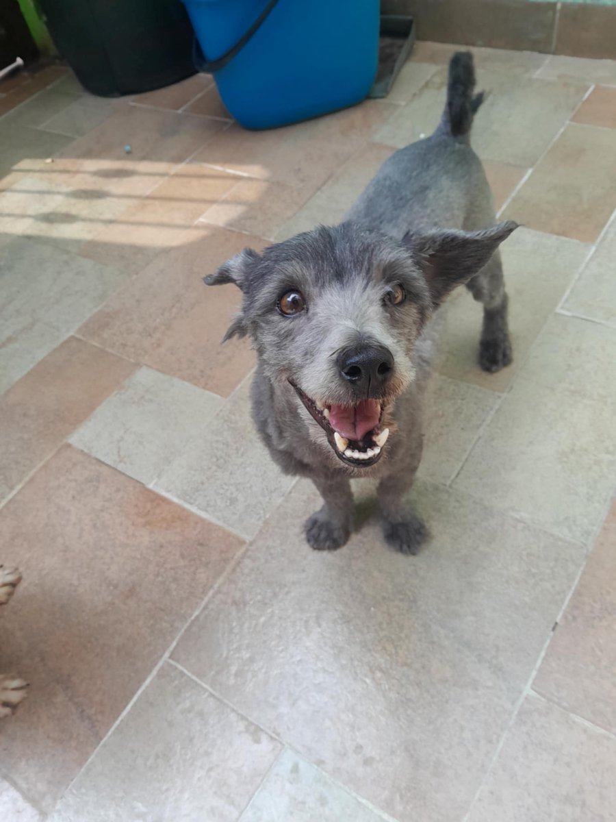Tiene 3 años aprox, macho , talla chica , mix de shnauzer, es muy amigable con otros perros. 
Urge una familia para el por favor 🙏🏾🙂🙏🏾 
Wats 5548724347
#AdoptaNoCompres