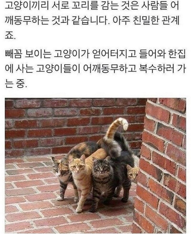 고양이 어깨동무 아냐…????🥹