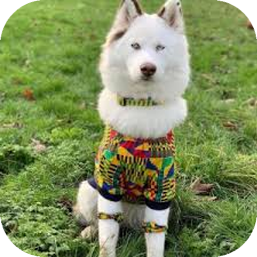 violadog_erc20's tweet photo. ๐๐ถ VIOLA: where beauty meets blockchain! Get ready for a howling good time with this meme coin!
#ViolaCoin #DogPower https://t.co/vvKgCNlws7