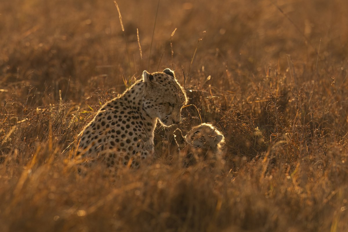 Look at me, Mama!
Bathed in the soft, amber light of golden hour, Imanai and her cub are having an intimate interaction. The beauty is already there, in the bond; the light helps us see it. #Cheetah #SaveCheetah #MamaMoment