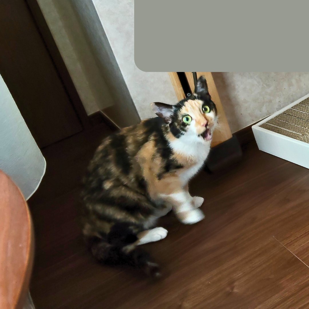 くちゃくちゃ

#里親募集中 #保護猫 #猫 #三毛猫 #猫好きさんと繋がりたい #猫のいる暮らし #猫のいる生活 #預かりボランティア #Cat #catlife