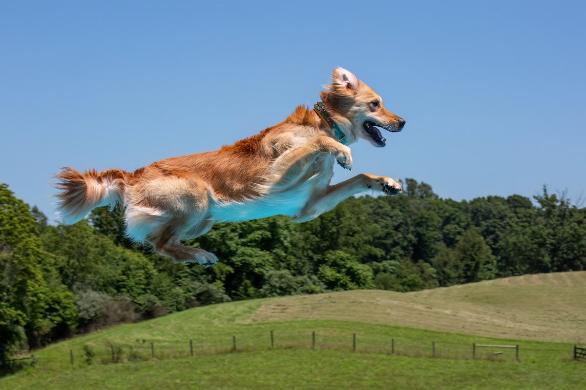 Michael Belitzky tweet media