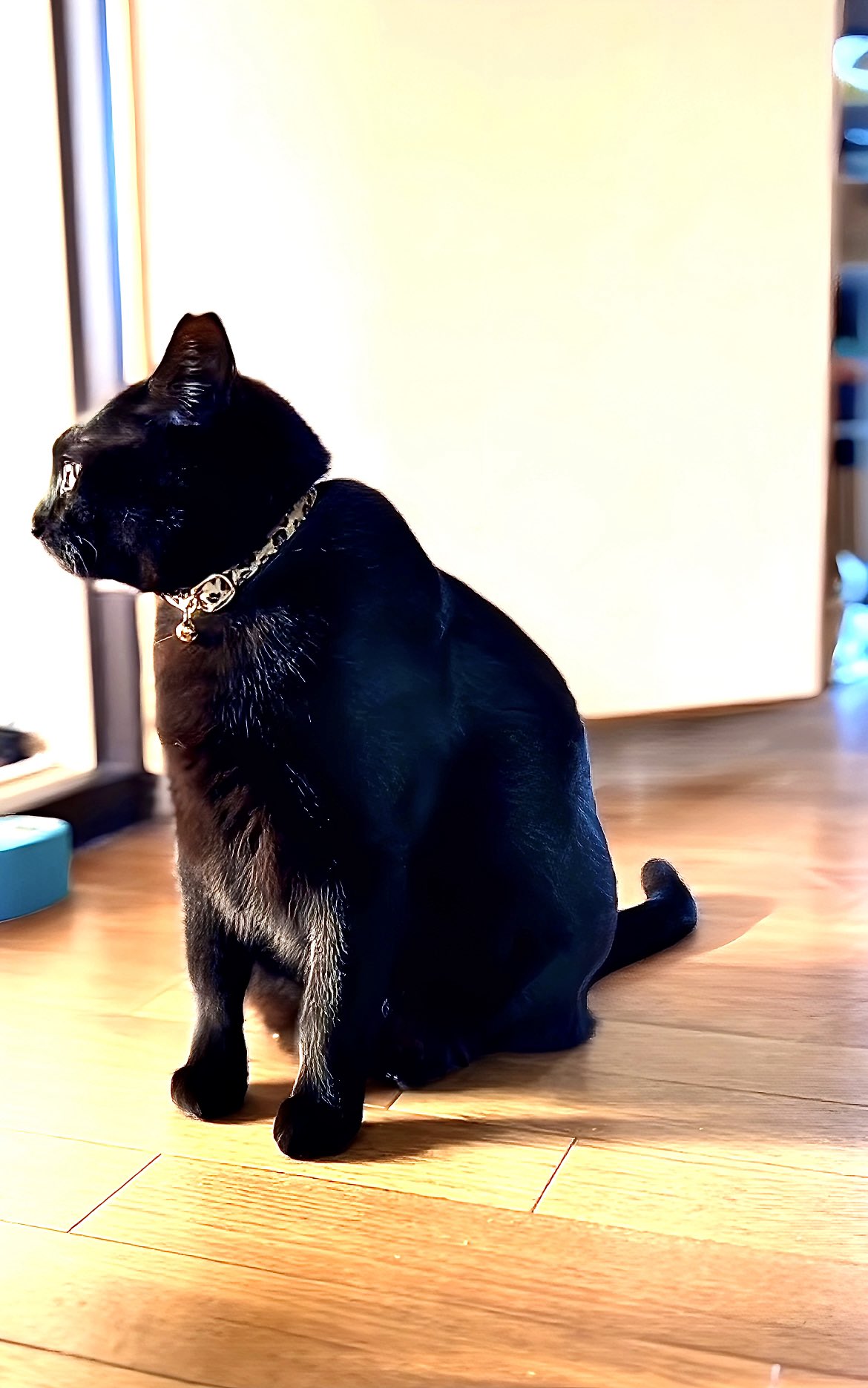 黒猫　3点 ひとりぼっちの子猫♂黒猫」福島県 - 猫の里親募集(362064) 3