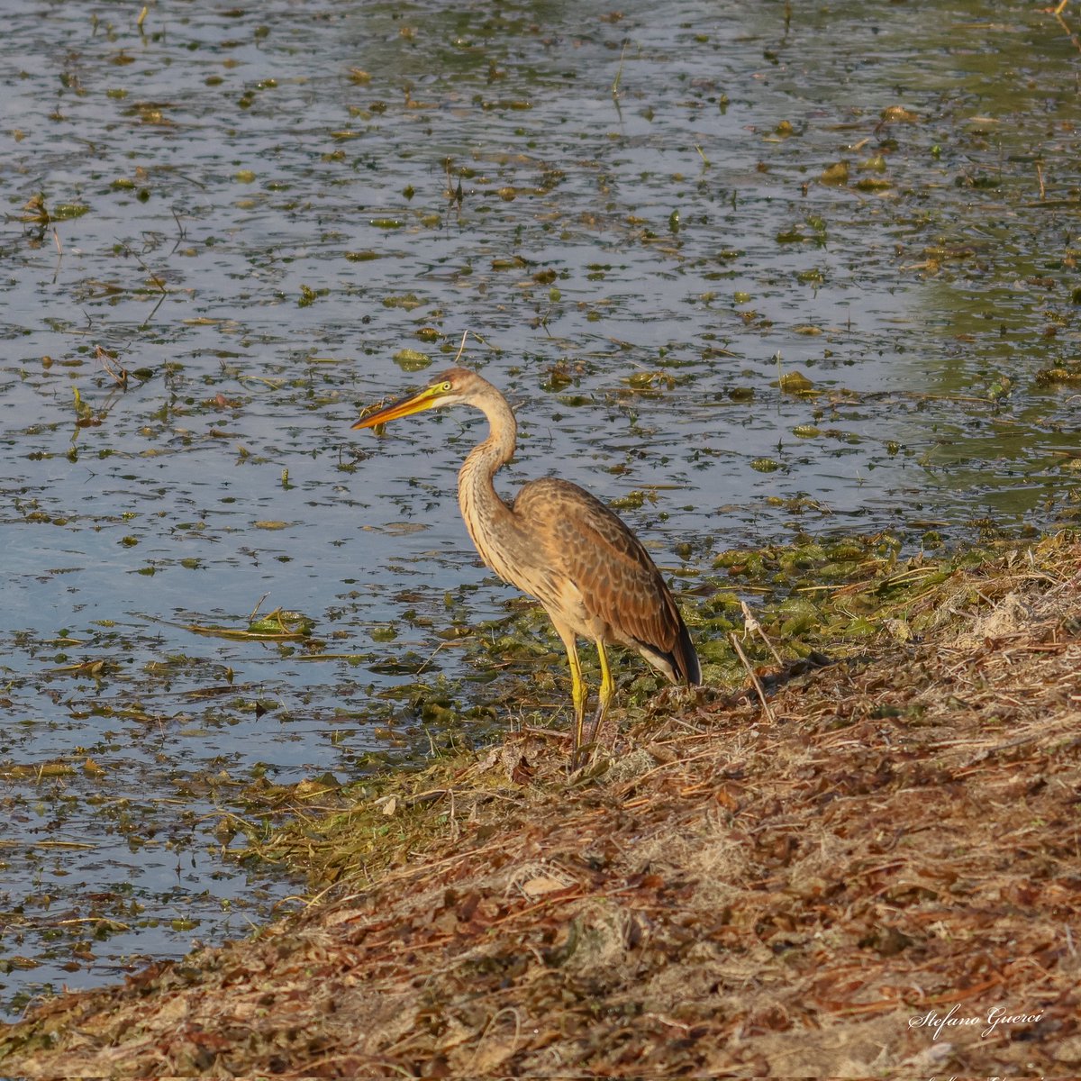 Questa figurina mi mancava...
Airone rosso. 

#birds #nature #photographer