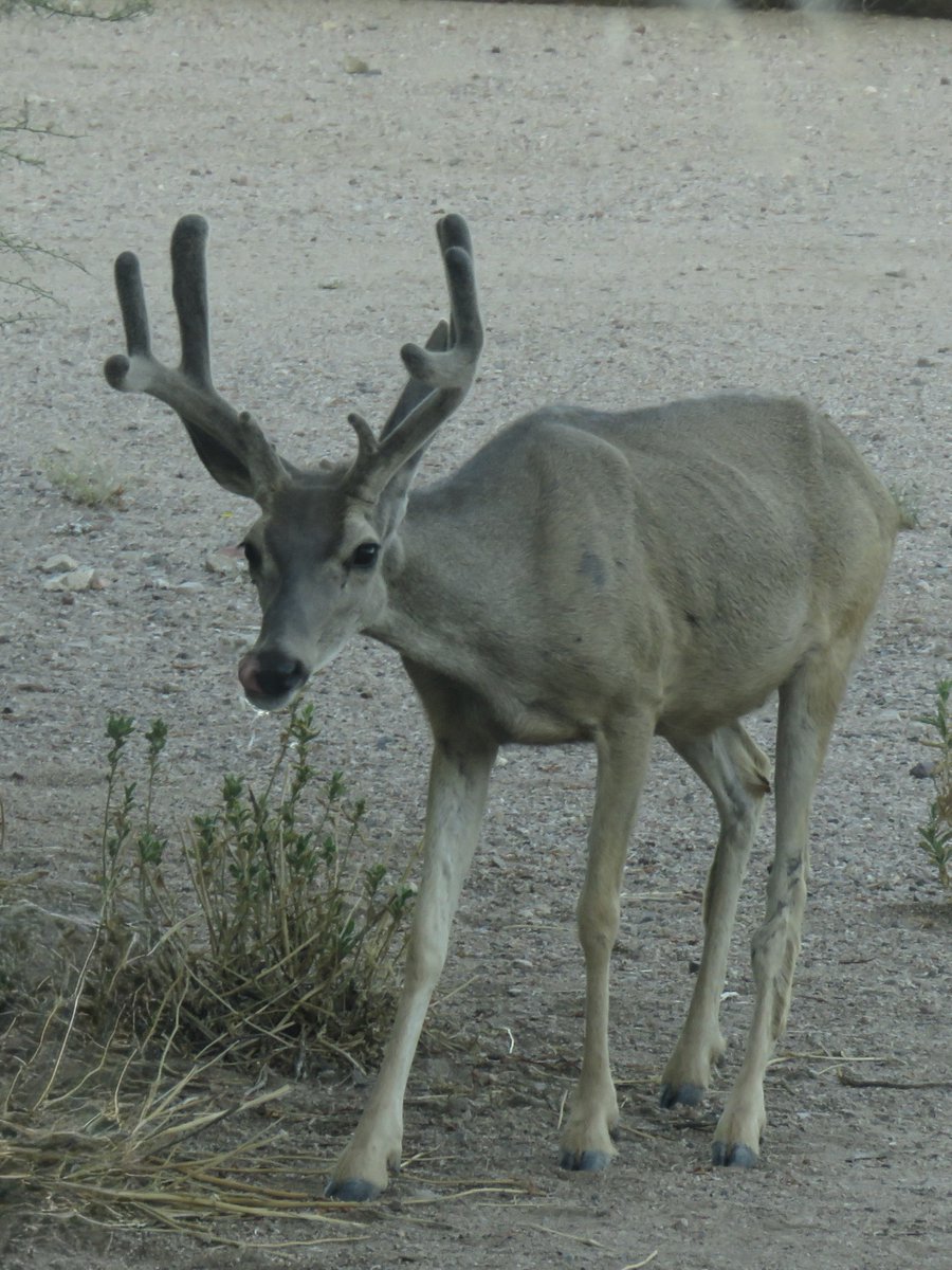 Drought could be the reason for this boy's ribs showing, or it could be that serious leg injury on (his) left leg, above the shin). #MuleDeer