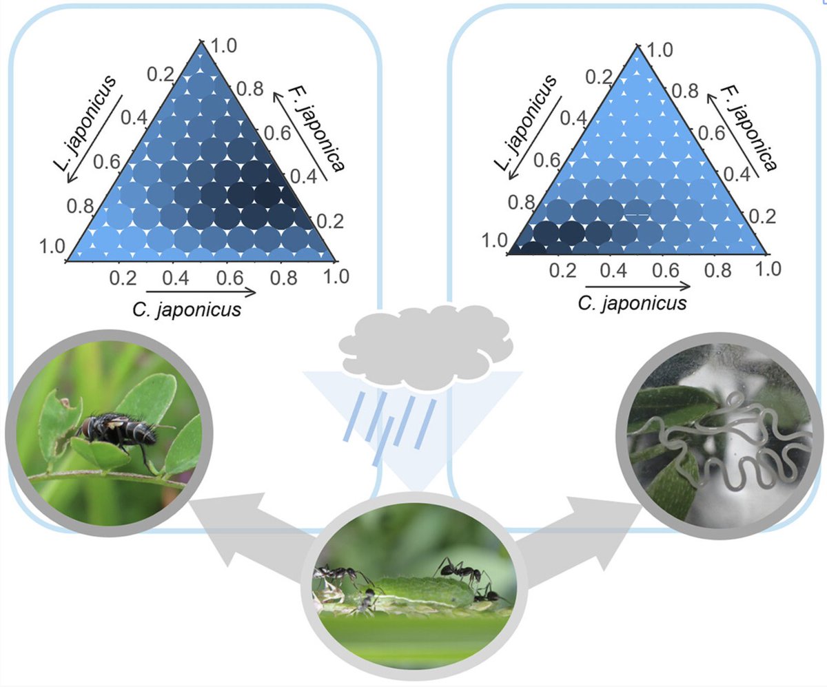 #OpenAccess
Disentangling biotic and abiotic factors influencing host–parasitoid interactions of butterflies, tachinid flies, and nematodes

Yen-Hua Yeh, Hidenori Deto, Tadashi Miyashita
doi.org/10.1111/1440-1…

food web/ grassland/ Lycaenidae/ mutualistic ant/ precipitation