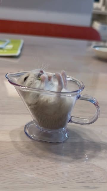 Tweets Of Hamster (@tweetsofhamster) on Twitter photo 