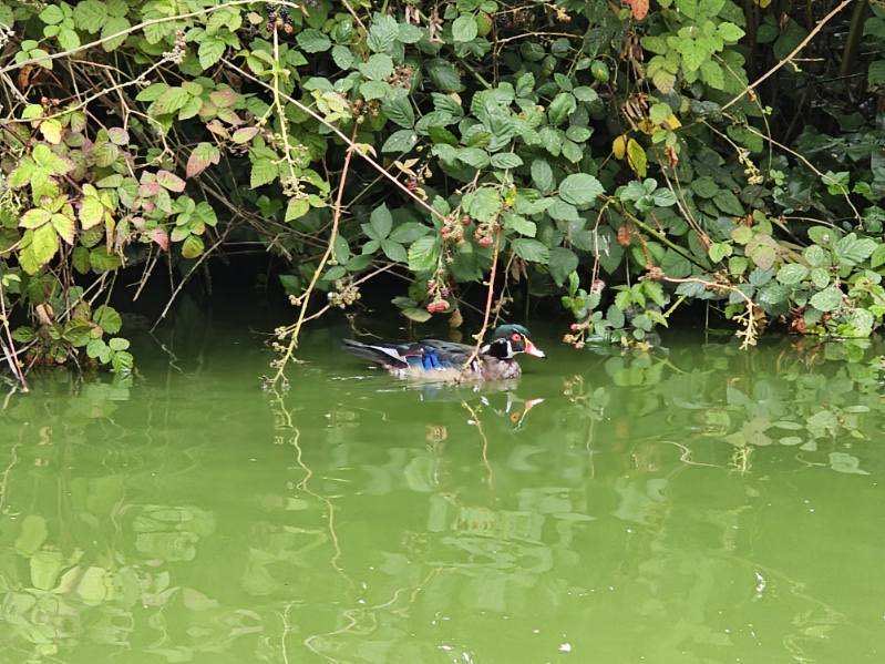 alex_kroeger's tweet image. saw this magnificent guy at blue heron lake in @GoldenGatePark