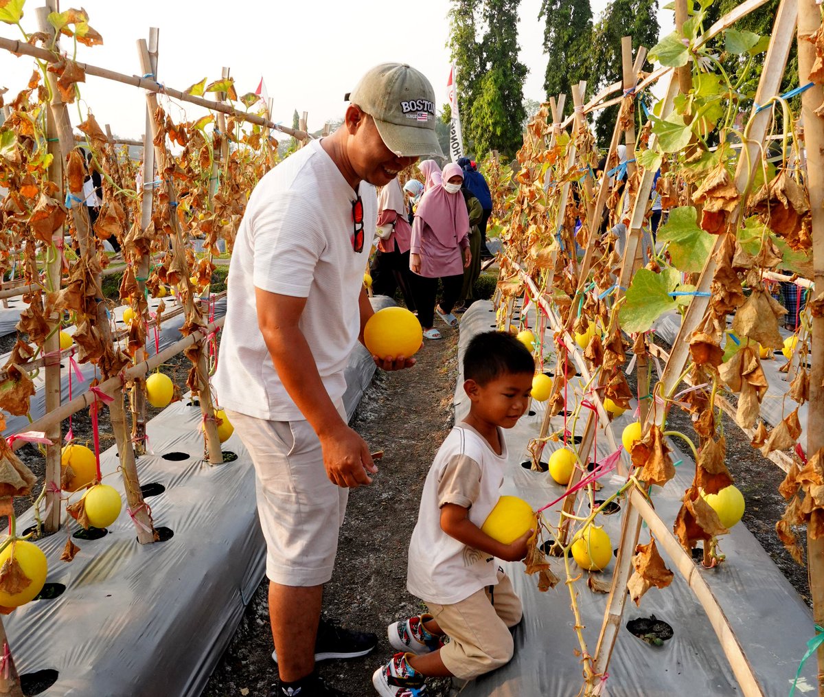 ararunika's tweet photo. dalam rangka HUT ke-53nya Petrokimia Gresik gelar Petro Agrifood Expo (PAE) selama tiga hari di Kebun Percobaan (Buncob) Gresik #PetroagrifoodExpo2025 #PetikbersamaWarga #PetrokimiaGresik #SolusiAgroIndustri https://t.co/O6oKfGEPvo