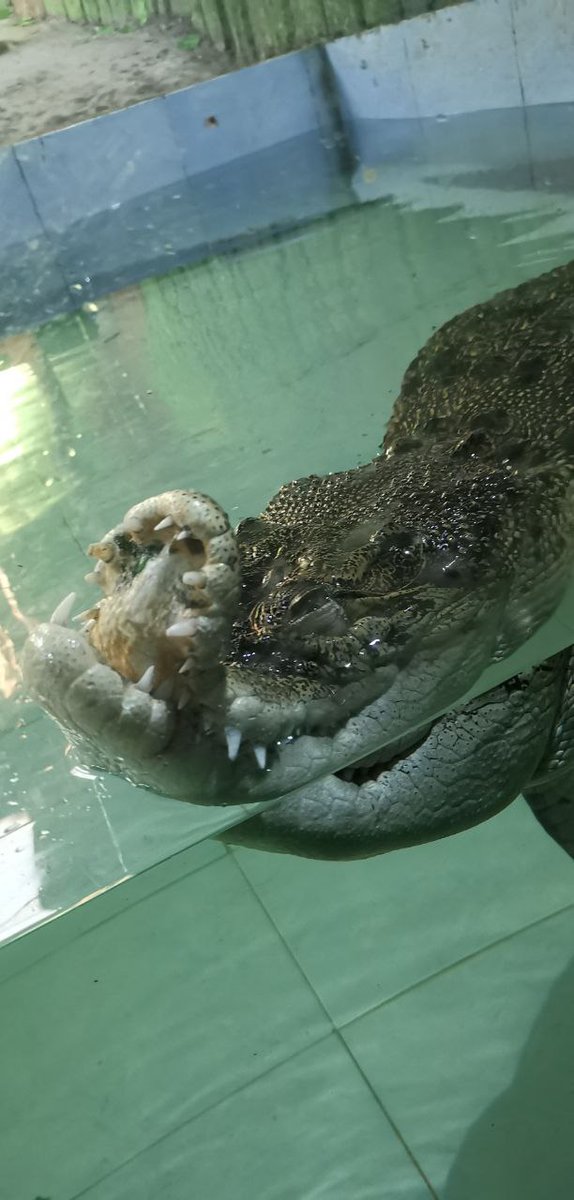 oodileSOL's tweet photo. From the heart of Sinka Zoo, 🐊 Oodile carries the spirit of every animal who deserves care and love. 💚 $OODILE was born to give them hope — a coin with a mission to protect and support. 🌿

#JusticeForOodile #OodileAndFriends #SaveSinkaZoo #AnimalDefenders #CurvedWithPride https://t.co/ild6lxG3tc