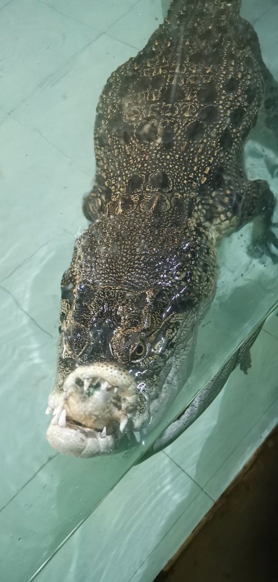 oodileSOL's tweet photo. From the heart of Sinka Zoo, 🐊 Oodile carries the spirit of every animal who deserves care and love. 💚 $OODILE was born to give them hope — a coin with a mission to protect and support. 🌿

#JusticeForOodile #OodileAndFriends #SaveSinkaZoo #AnimalDefenders #CurvedWithPride https://t.co/ild6lxG3tc