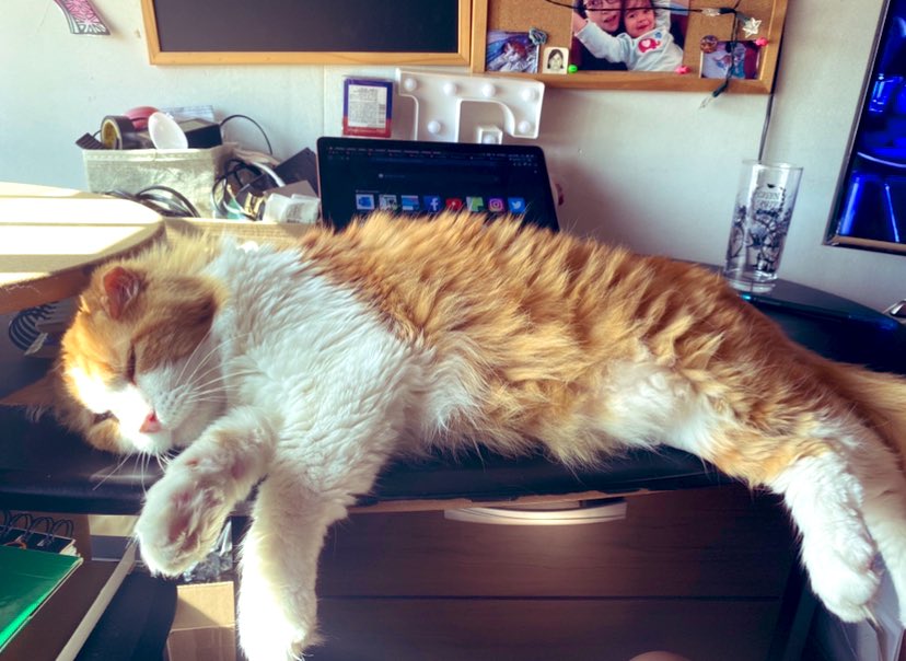 Feliz Lunes de Tacito Mimidor de shu Mami i la Panqueque shu Manita