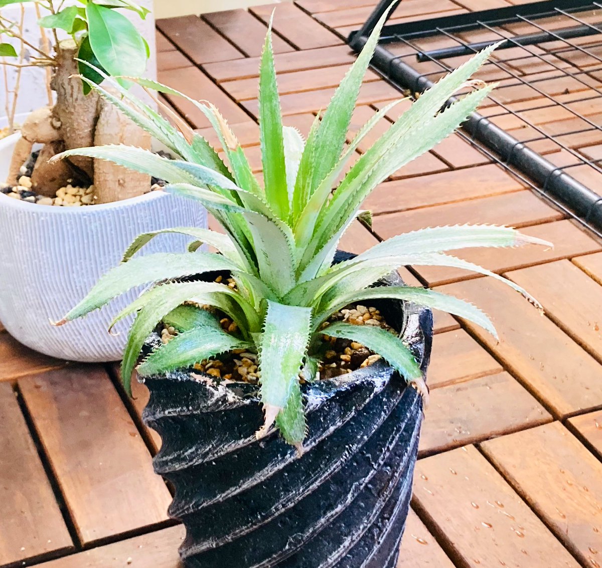 91vege's tweet photo. 沖縄土産のパイナップルのヘタ植えてみた https://t.co/sUrL60snsS
