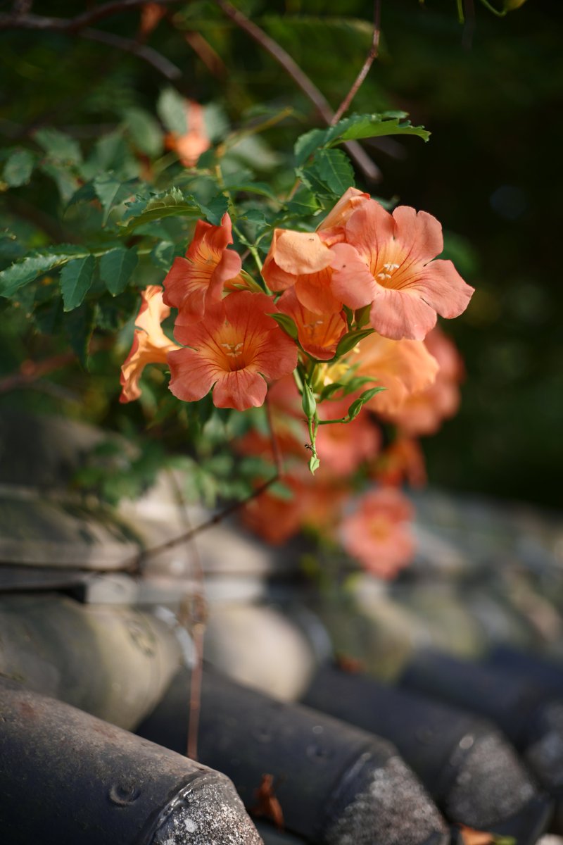 Nikon Zf
SUPER REFLECTA 55mm F1.4