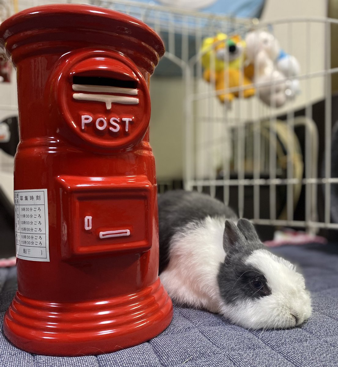 こんにちはもこ🐰
ポストと、うさぎ🐰😊📮
#うさぎ　#うさぎのいる暮らし