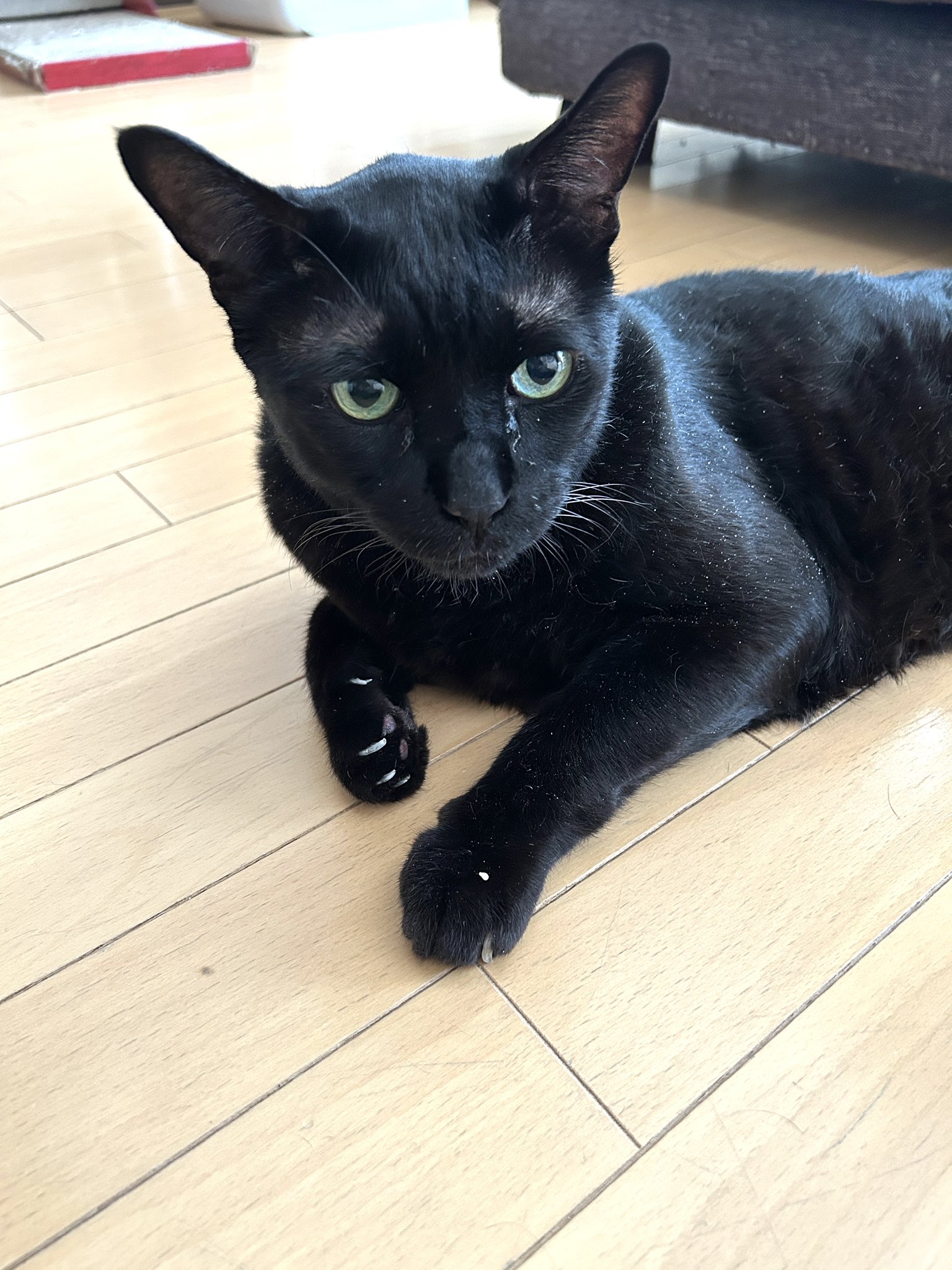 黒猫様 少佐@筋トレ楽しく継続中！ on X: 