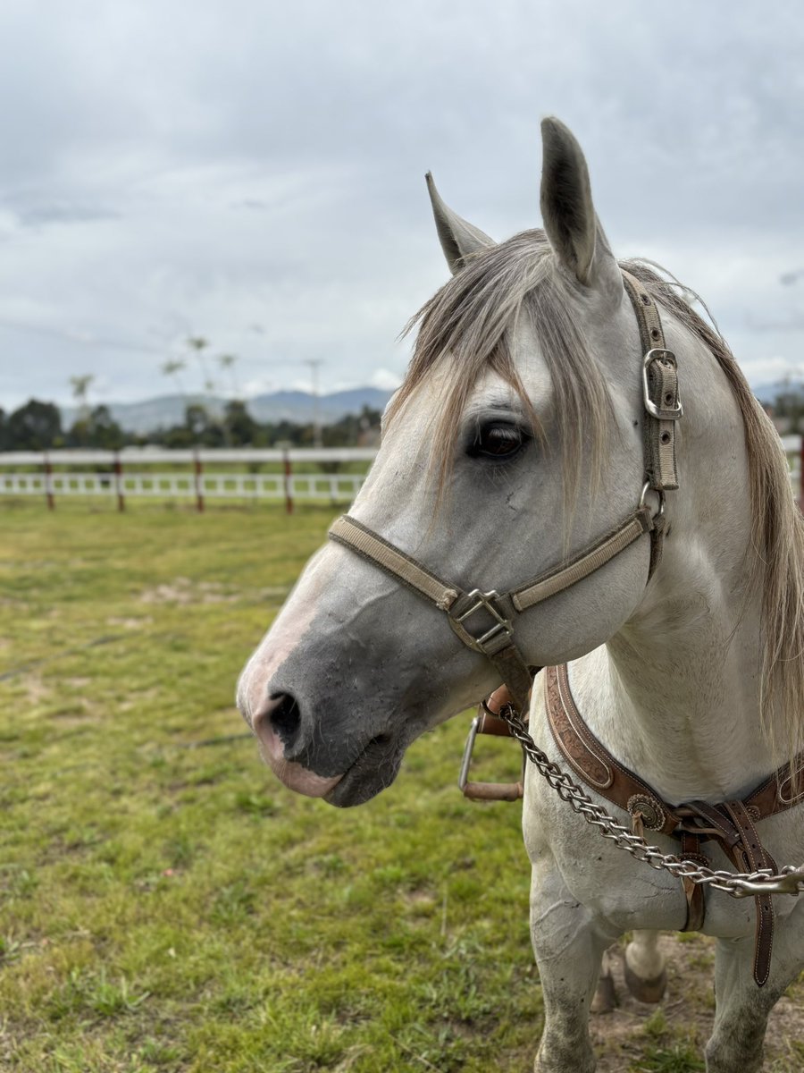 VILLEGAR's tweet photo. #Caballos https://t.co/98qfRdI909
