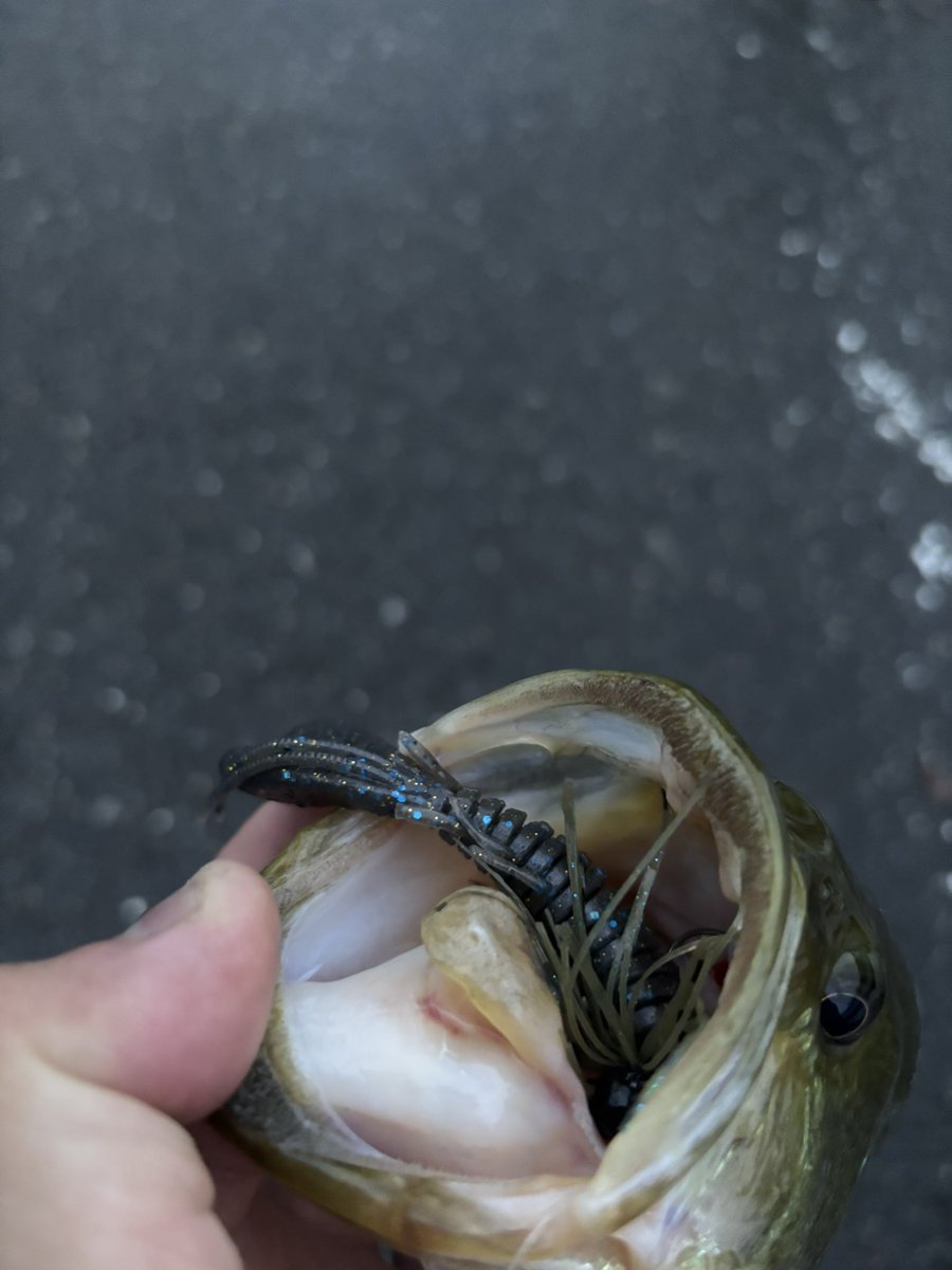 k3D2QpXTvRSANpn's tweet photo. 毎年恒例のお盆休み無しなもんで
仕事終わりに1時間釣行🎣
25'SLX BFS XG買ってから楽しくて
ほぼほぼベイトフィネスタックルだけで
釣りしてる😚
今回もシャギーにムーブホグトレーラーで
40UP1本に可愛いサイズ2本✨
どうか僕に長期休みをください😭💦
#バス釣り
#slxbfs
#jackall
#daiwa https://t.co/z9tqCoCSwH