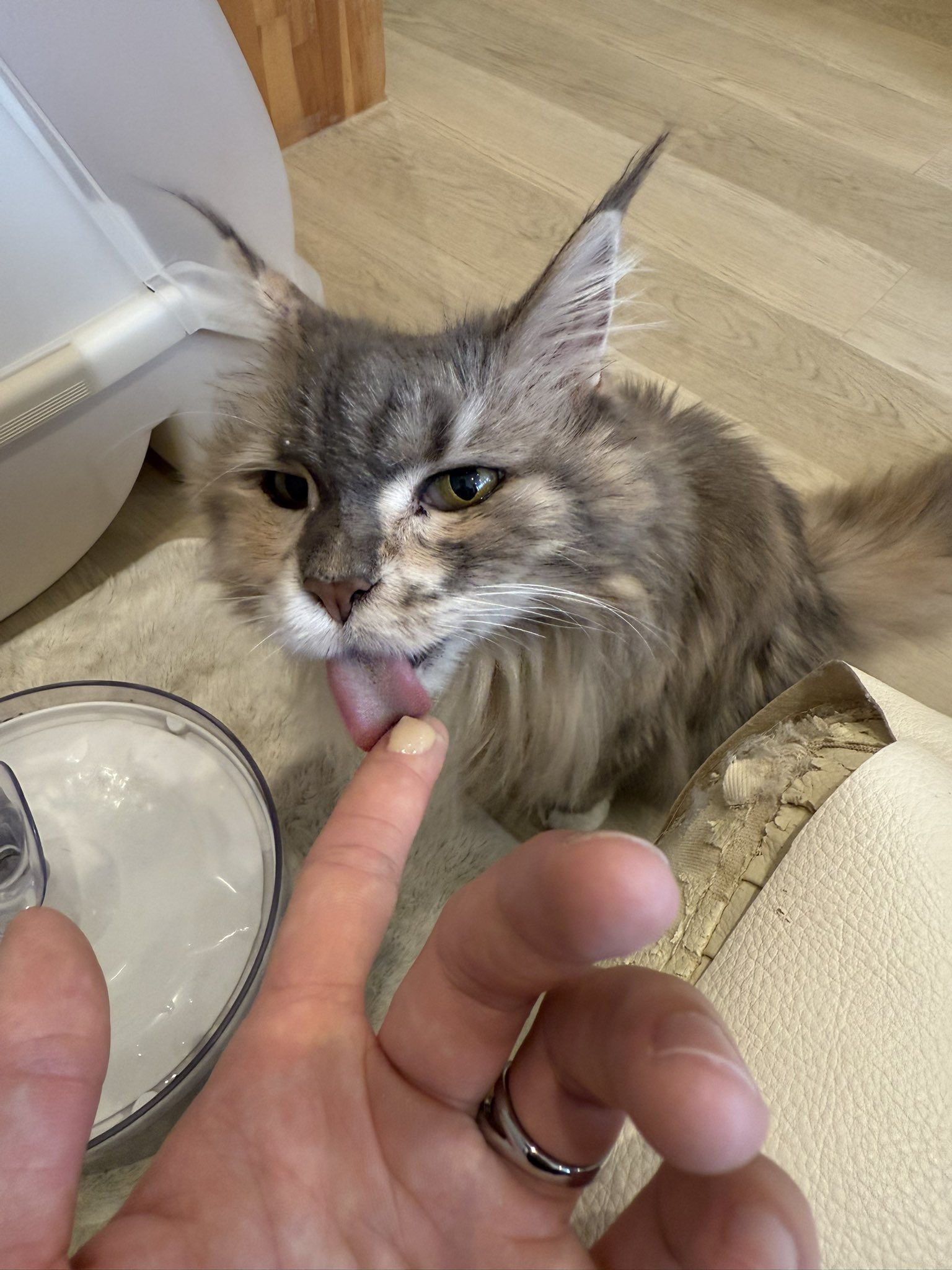 猫のてん Amazon.co.jp: 予約特典 ぴえん猫 付き ニーディーガール 超絶最