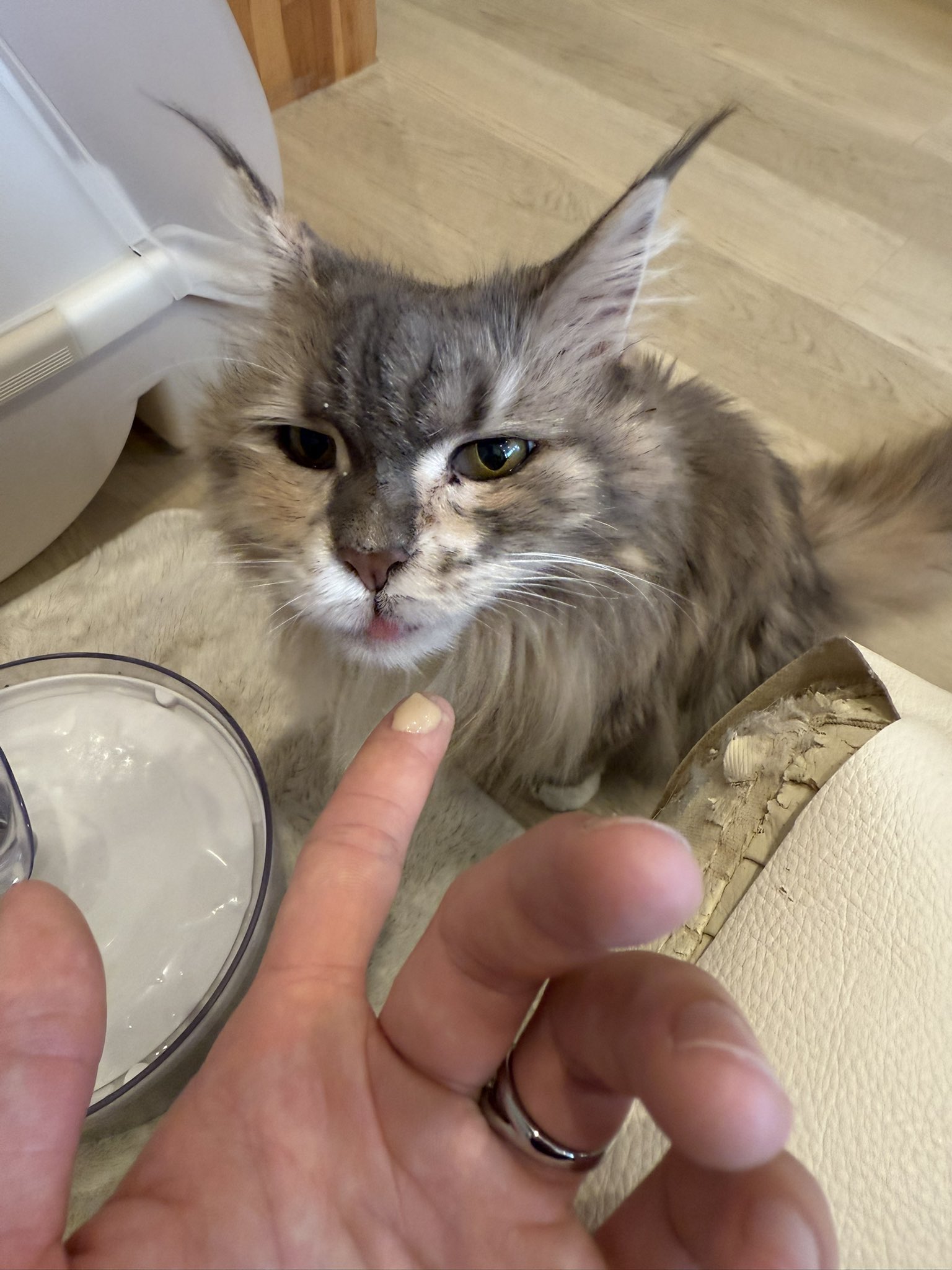 猫ちぃ♪ 楽天市場】たまちゃんクッション(猫グッズ ネコ雑貨 ねこ柄