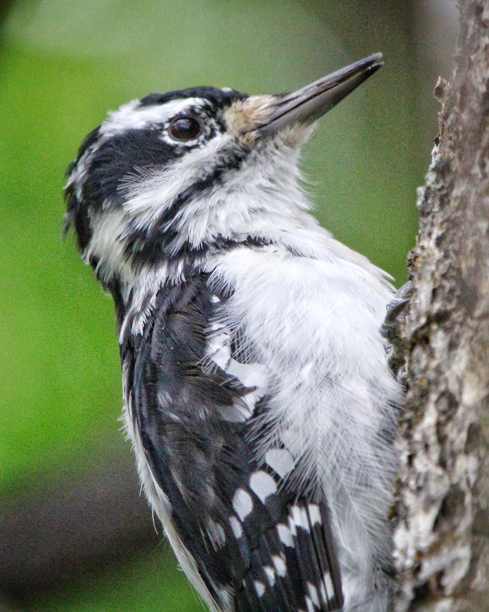 KevinHurrie's tweet image. Downey Woodpecker.
.
#downeywoodpecker #woodpecker #birdsofinstagram #wildlife #nature #outdoors #birdphotography #wildlifephotography #naturephotography #photo #photography #photograph #farm #country #canon #sigma #sigma600mm #cannonphotography #canada #manitoba #cangeo