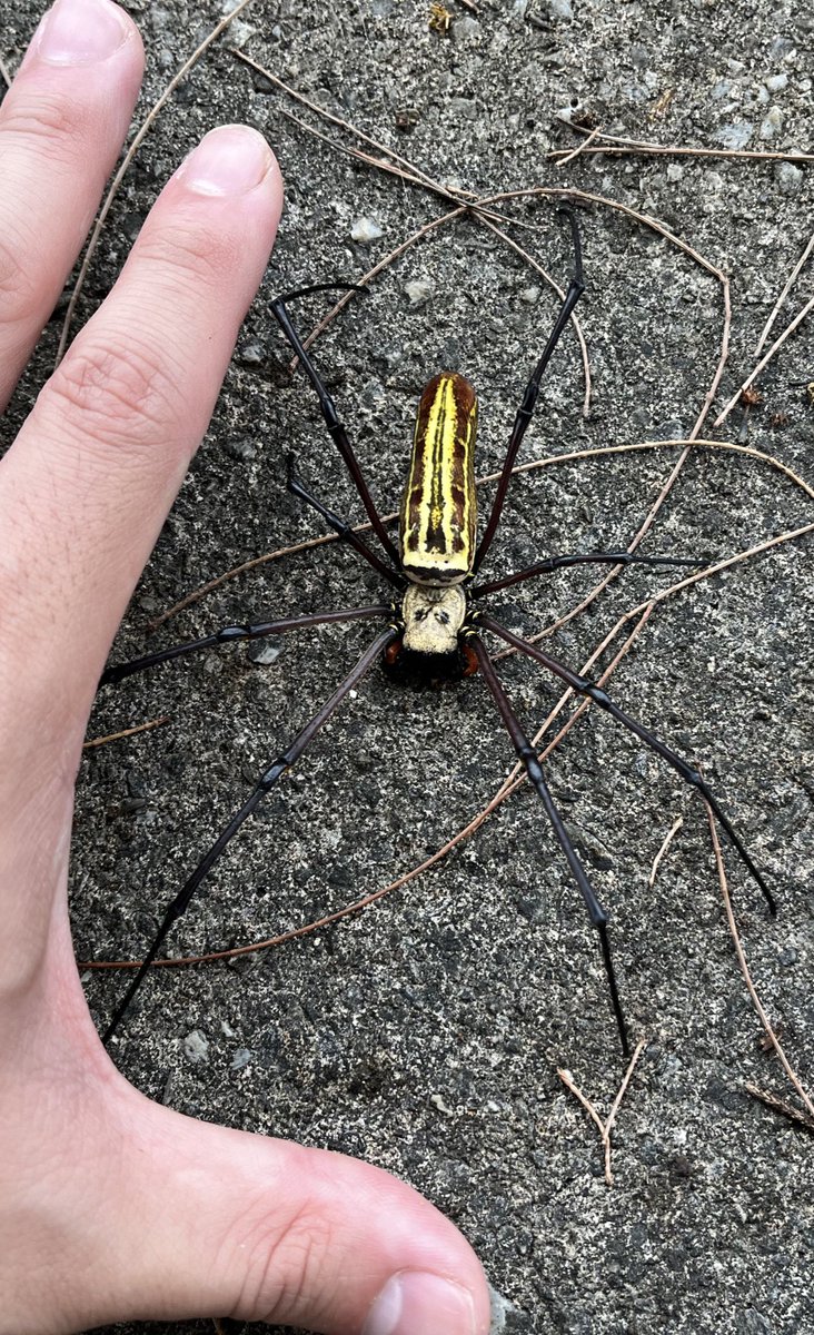 kani_spider's tweet photo. カニや虫と触れ合ってる時間がいちばん楽しく幸せな夏 https://t.co/cJlntwazvy