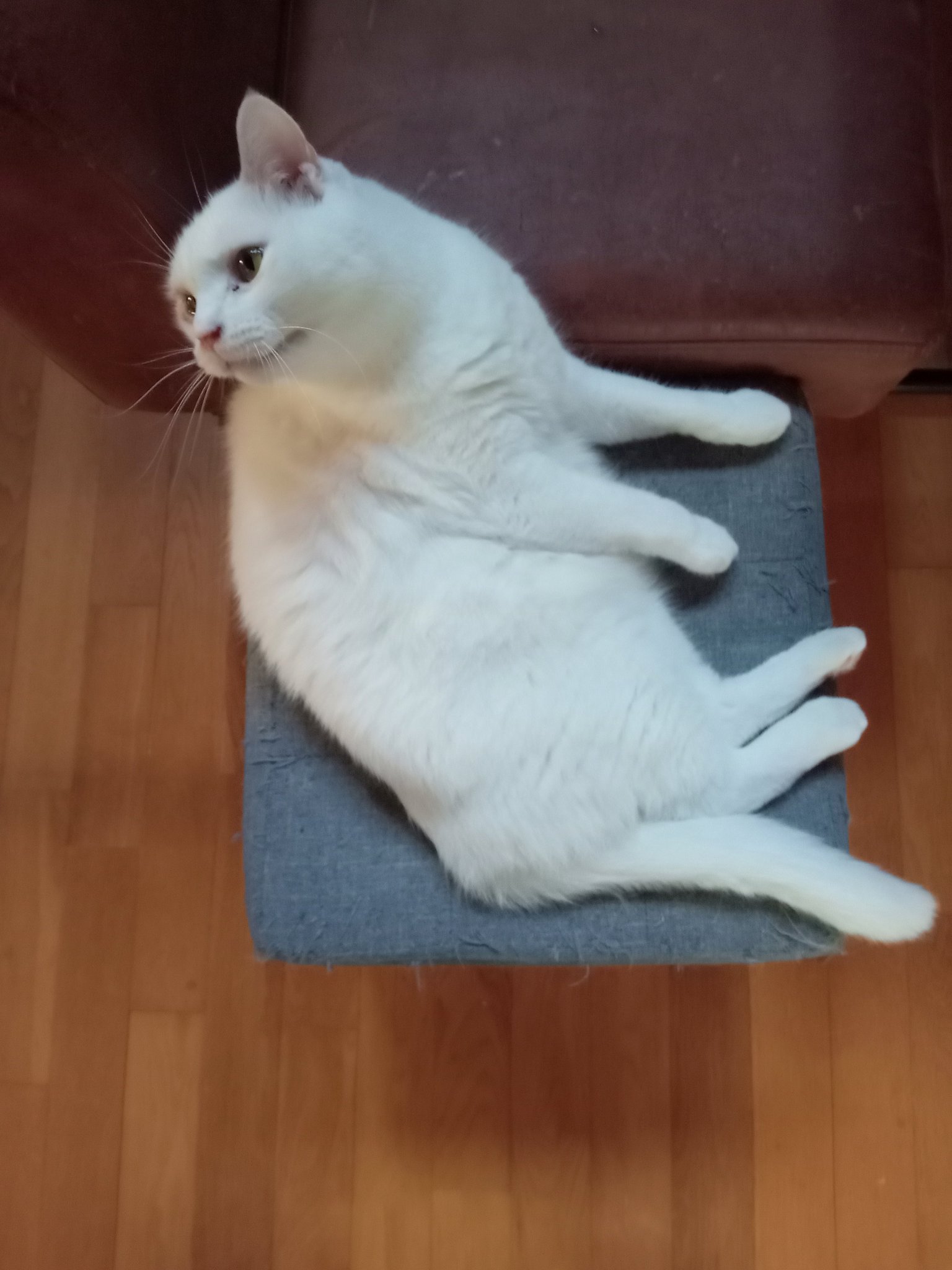 ねこねこ ねこ肯定感 Lサイズ まぐろ | ハンプティーダンプティー公式