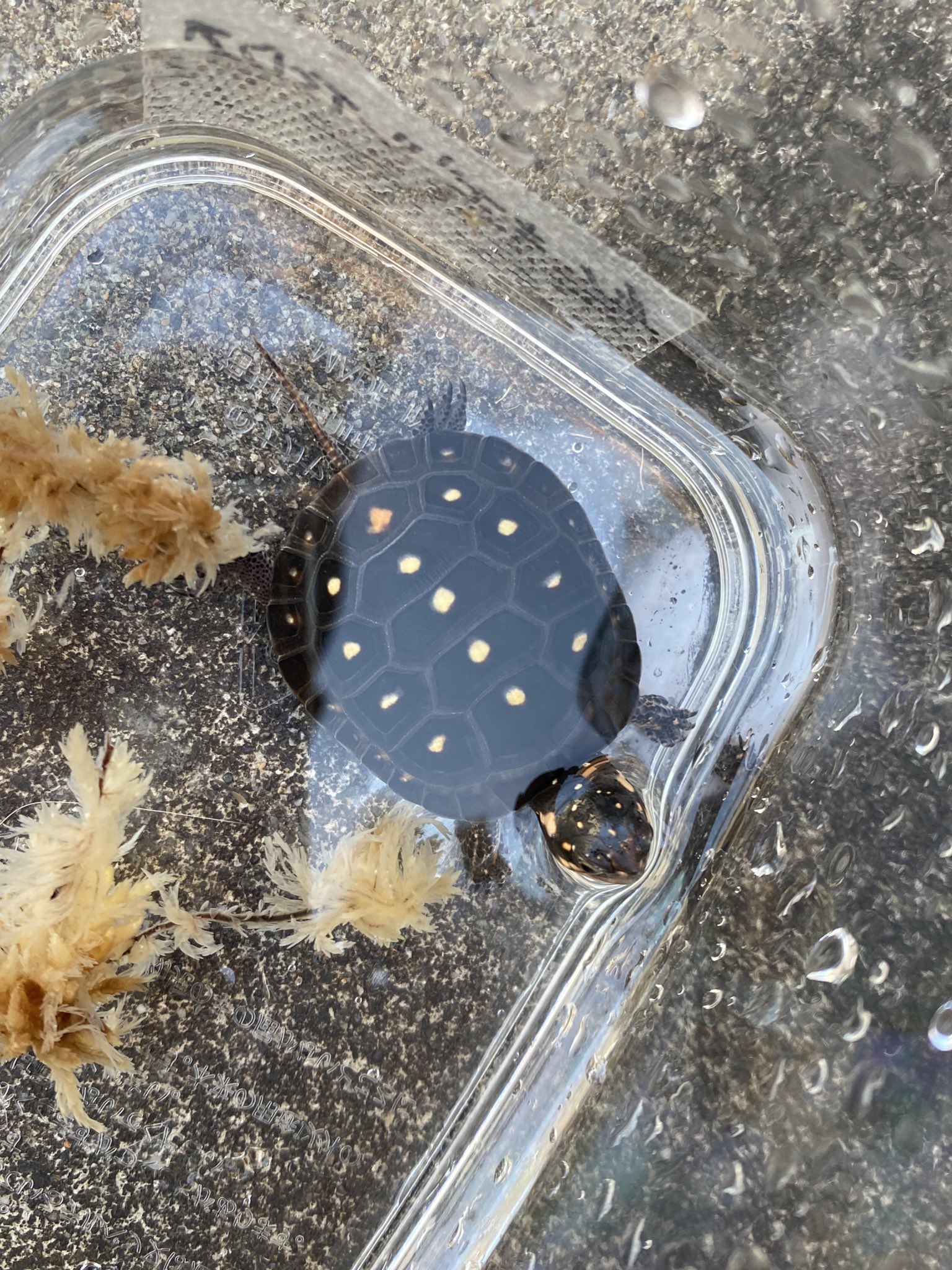 レア‼️剥製本物‼️ケヅメリクガメ？頭、手足、腹付き❗1点のみ❗貴重‼️甲高‼️ ケヅメリクガメ - from SCRATCH