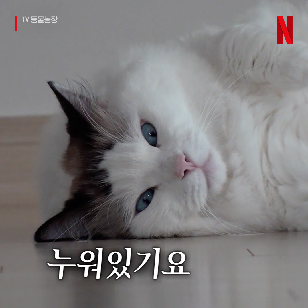 NetflixKR's tweet photo. https://t.co/fX2513o6ds