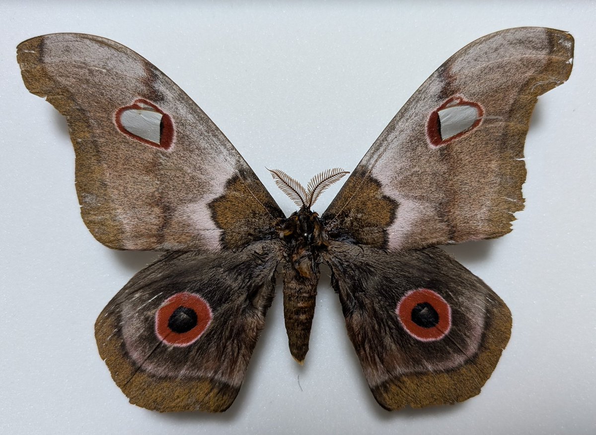 美品！　セクロピアサン　メス　蛾　標本 美品！ セクロピアサン メス 蛾 標本